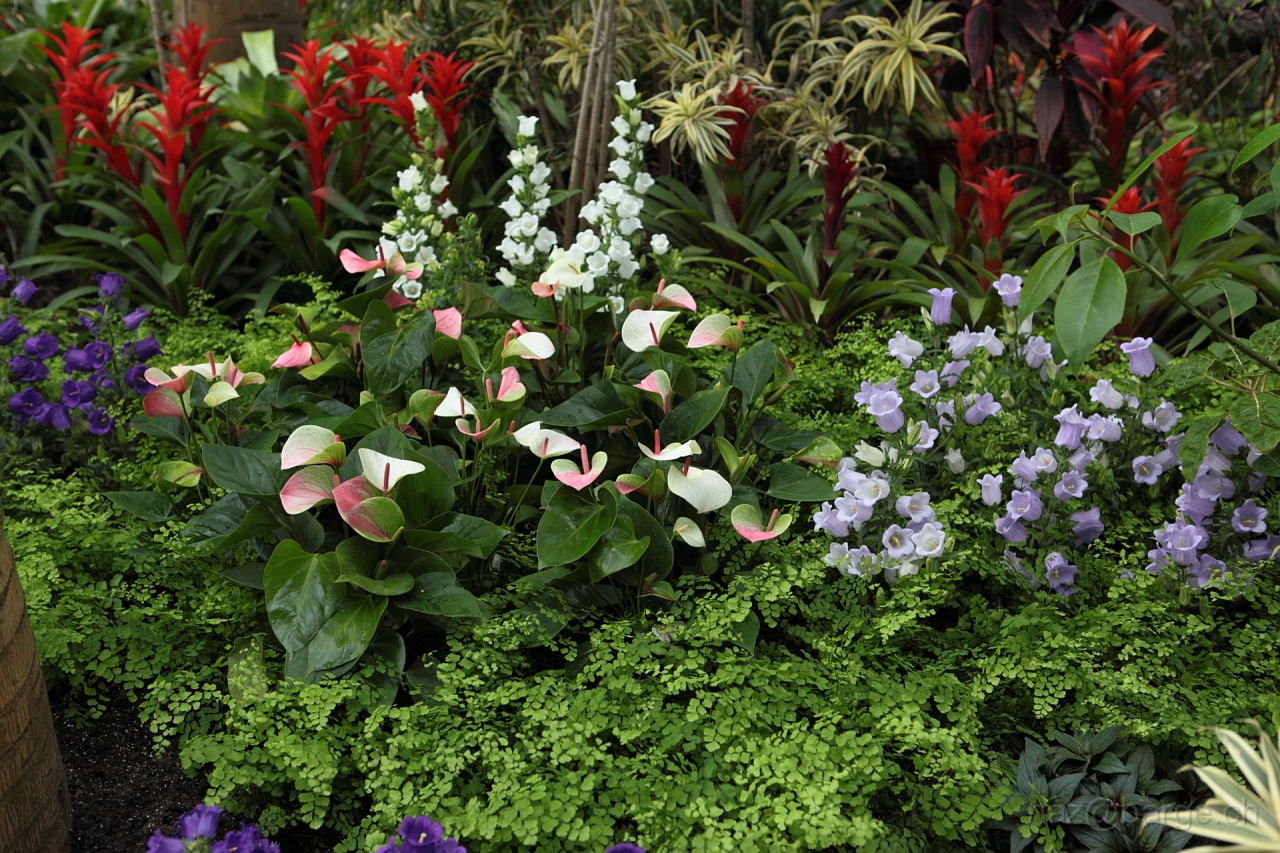 EOS 5D Mark II16_04_20134998.JPG